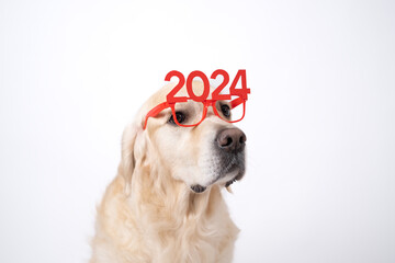 Dog wearing glasses 2024 for new year. Golden retriever for Christmas sitting on white background...