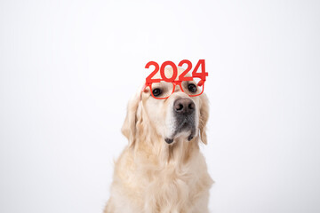 Dog wearing glasses 2024 for new year. Golden retriever for Christmas sitting on white background with red glasses. Postcard with space for text for new year with pet.