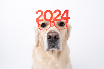 Dog wearing glasses 2024 for new year. Golden retriever for Christmas sitting on white background...