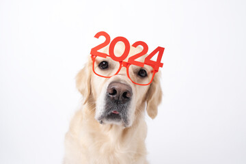 Dog wearing glasses 2024 for new year. Golden retriever for Christmas sitting on white background...