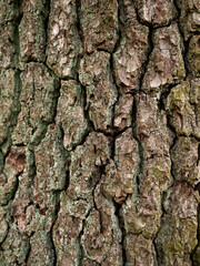 Bark background. Trunk tree closeup