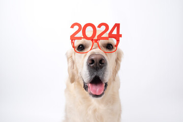 Dog wearing glasses 2024 for new year. Golden retriever for Christmas sitting on white background...