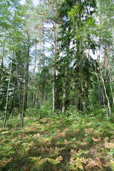 Baltis Lake Area Forest In Early Autumn
