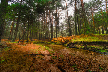 Rainy day in Sierra de Guadarrama's vibrant autumn forest.