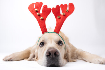 On a white background lies a dog with red horns. Golden Retriever for New Year and Christmas