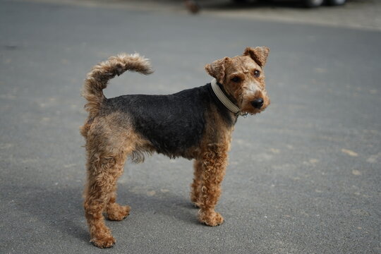 Welsh Terrier