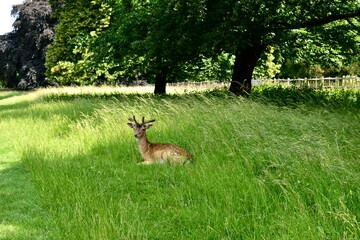 Male fallow deer lying in the grass in summer, Charlecote park, West Midlands, England, UK