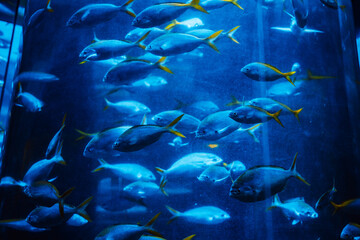 Fototapeta na wymiar Beautiful fish in a huge aquarium in the aquarium with beautiful lighting