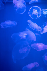 Jellyfish in the aquarium with beautiful lighting