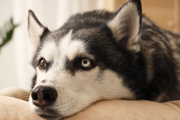 Cute Husky dog lying on pet bed in living room, closeup