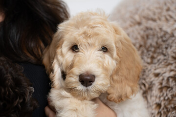 Blonde labradoodle puppy dog contently sits on couch with curious eyes