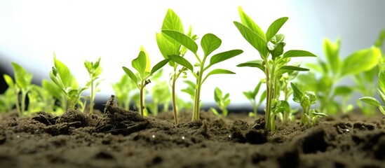 Growing plants in soil isolated on white background.