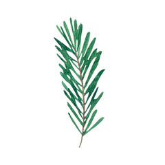 fir branches painted in watercolor, Christmas tree branches, pine needles, New Year's picture