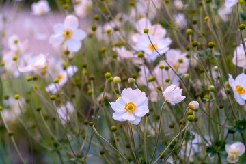 Beautiful white flowers Japanese anemone