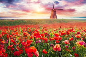 Poppy field in full bloom against sunlight. Field of red poppys against the sunset sky. Remembrance Day, Memorial Day, Anzac Day in New Zealand, Australia, Canada and Great Britain. Armistice concept