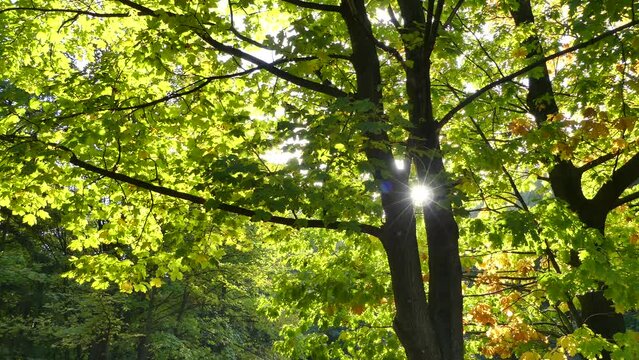 Trees with autumn leaves in forest and sun rays on sunny day - real time. Topics: natural environment, season, deciduous trees, autumn colors
