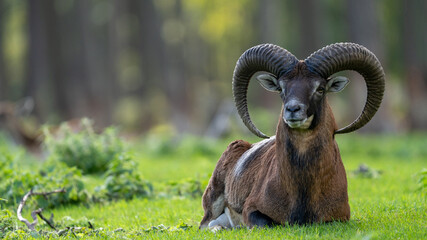 wild sheep in germany with big horns