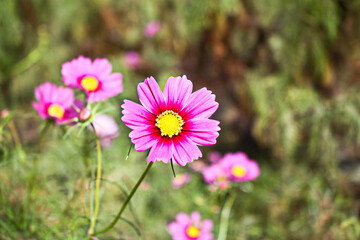 Obraz premium 秋風に揺れるコスモスの詩