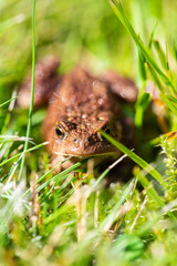 Common toad Bufo Bufo sitting in grass.