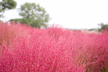 秋の炎：赤いコキアの風景