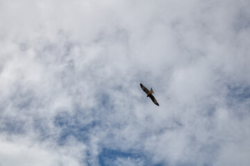翼の影：空高く舞うトンビ