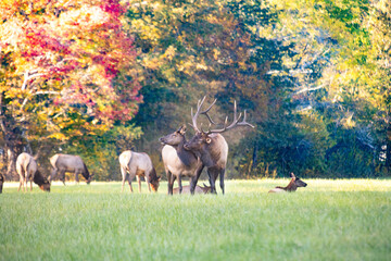 Naklejka premium Field Of Elk During Rut In Smoky Mountains National Park