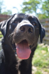 black labrador retriever