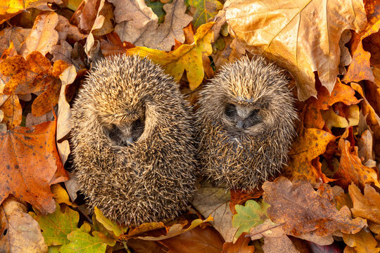 Hedgehogs, Scientific name: Erinaceus Europaeus.  Close up of two wild, native European hedgehogs, a mother and baby sleeping in colourful Autumn leaves.  Copy space.  Horizontal.
