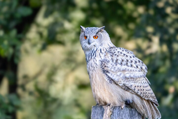 great horned owl