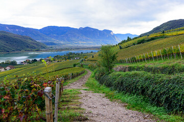 Vineyard with a view I