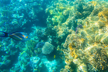 Obraz na płótnie Canvas Sohal surgeonfish (Acanthurus sohal) or sohal tang, is a Red Sea endemic. Sohal surgeonfish on coral reef in the Red sea in Ras Mohammed national park. Sinai peninsula in Egypt