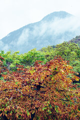Mystic Mountains in Color II