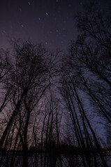 Starry nigth sky in winter in forest in Finland