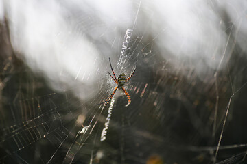 Wasp Spider: A Natural Wonder, Argiope bruennichi