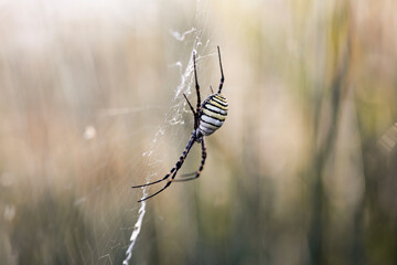 Wasp Spider: A Natural Wonder, Argiope bruennichi