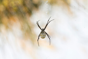 Wasp Spider: A Natural Wonder, Argiope bruennichi
