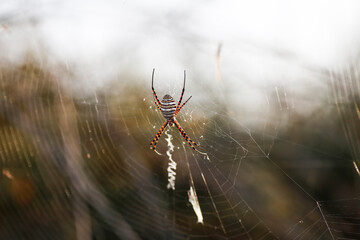 Wasp Spider: A Natural Wonder, Argiope bruennichi