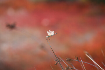 Nature's Winged Wonders: Dragonfly Photographs