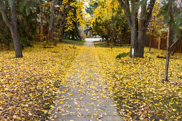Path way between two houses covered with fallen leaves