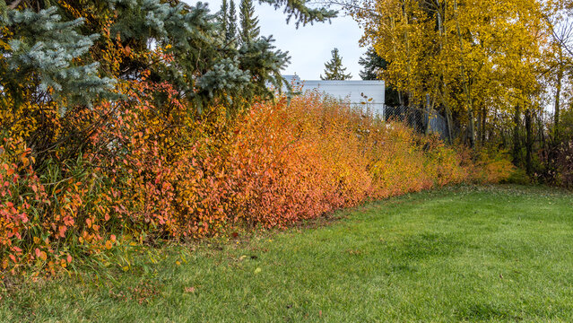 Cotoneaster hedge in fall season with red colored leaves