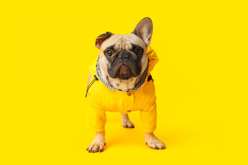 Cute French bulldog in raincoat on yellow background
