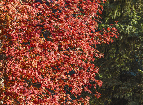 Red roman tree leaves in fall season