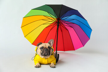 Cute French bulldog in raincoat with umbrella on light background