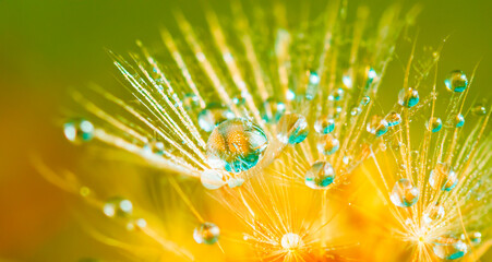Dandelion flower with water drops on it. Abstract background.