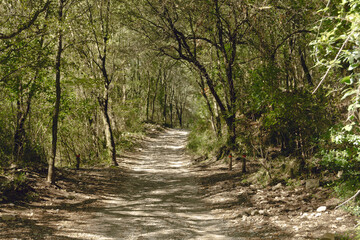 Camino por el bosque