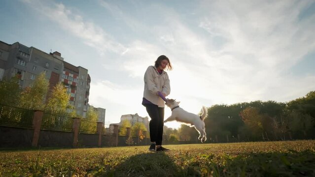 The girl is playing with her Jack Russell, pulling a puller