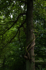 Fototapeta premium Oriental Bittersweet (Celastrus orbiculatus) Growing around an Oak Tree
