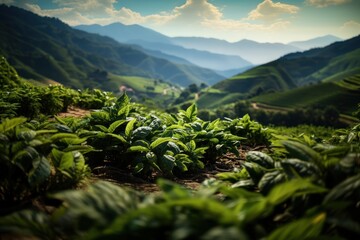 Coca plant in coca plant field. Organic plantation of coca plants in the Peruvian jungle. Farmer collecting coca leaves. Leaves of coca plant. - obrazy, fototapety, plakaty