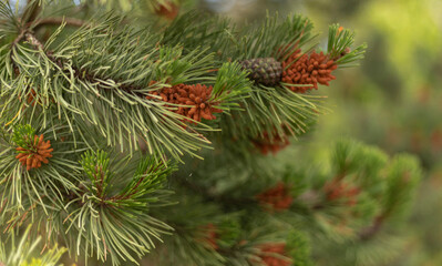 Fir cones on a pine tree at the beach