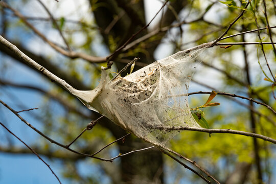 Tent caterpillar on alder in the forest